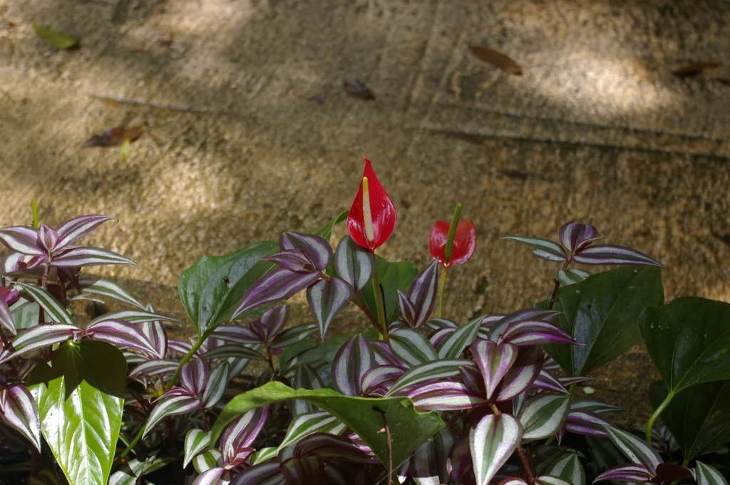 Anthurium Andraeanum