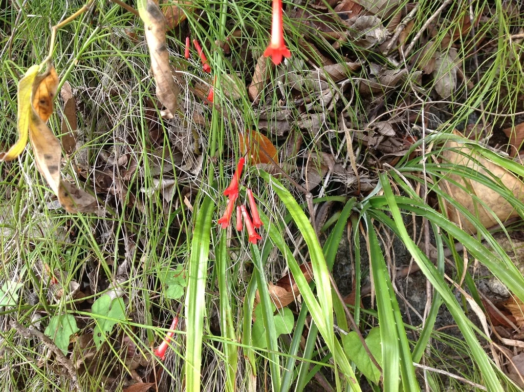 Russelia Equisetiformis