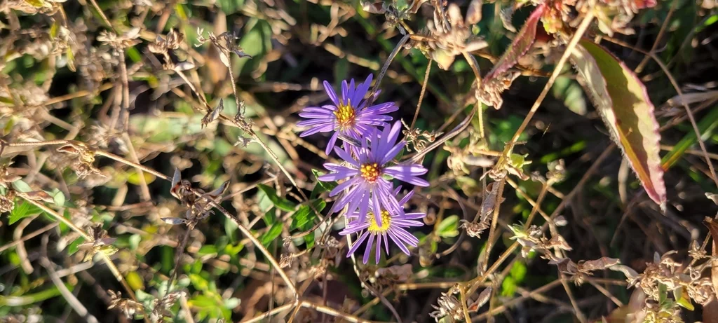 Symphyotrichum Oblongifolium