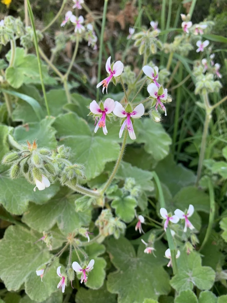Pelargonium Tomentosum