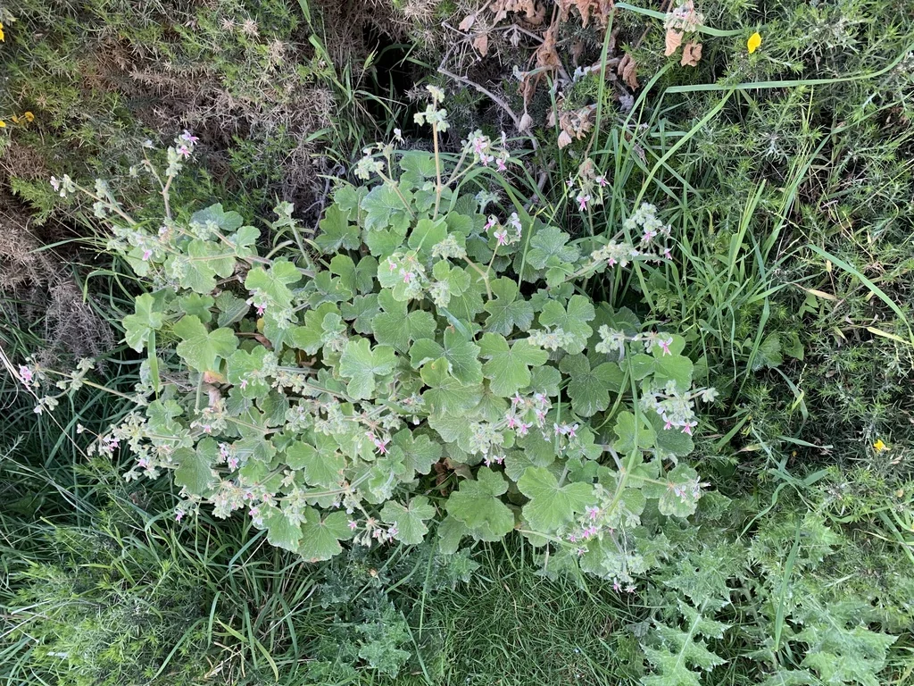 Pelargonium Tomentosum