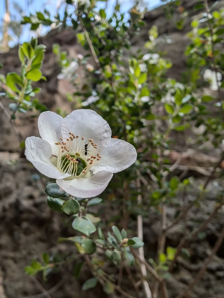 Leptospermum Rotundifolium
