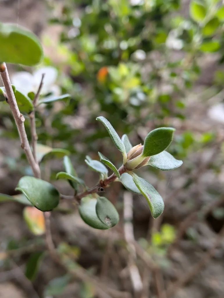 Leptospermum Rotundifolium