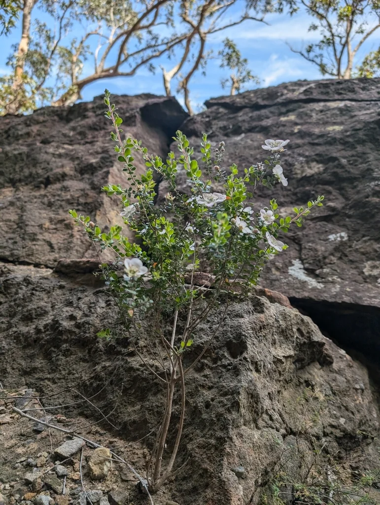 Leptospermum Rotundifolium