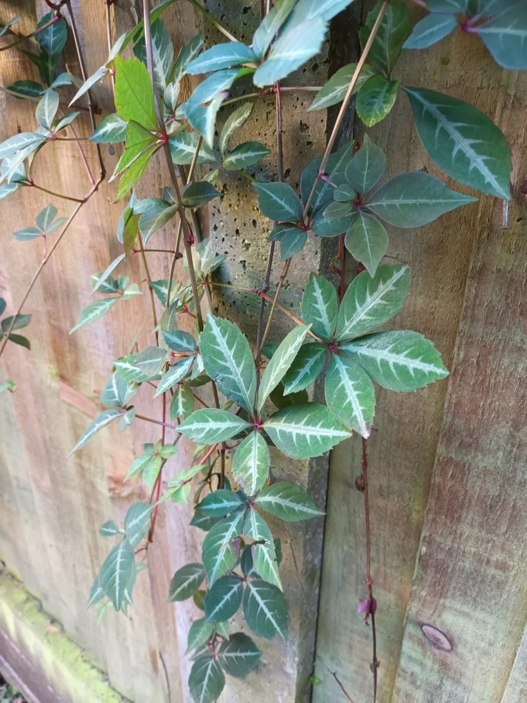 Parthenocissus Henryana
