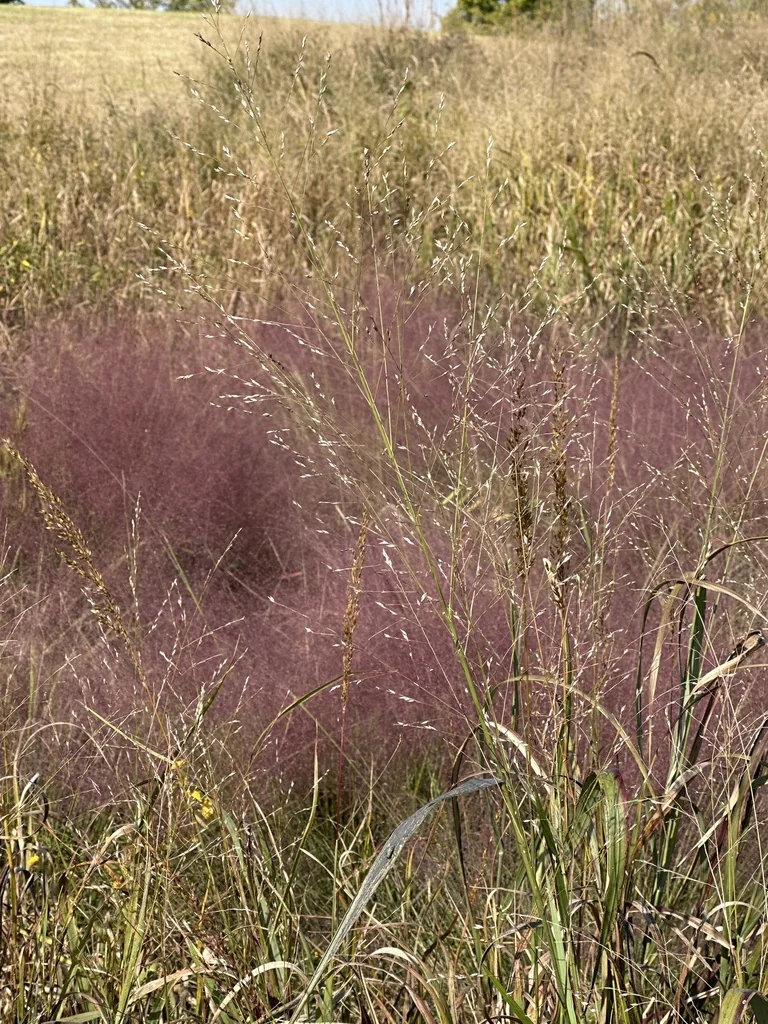 Muhlenbergia capillaris