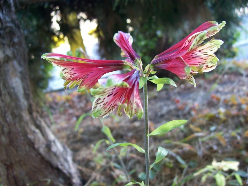 Alstroemeria Psittacina