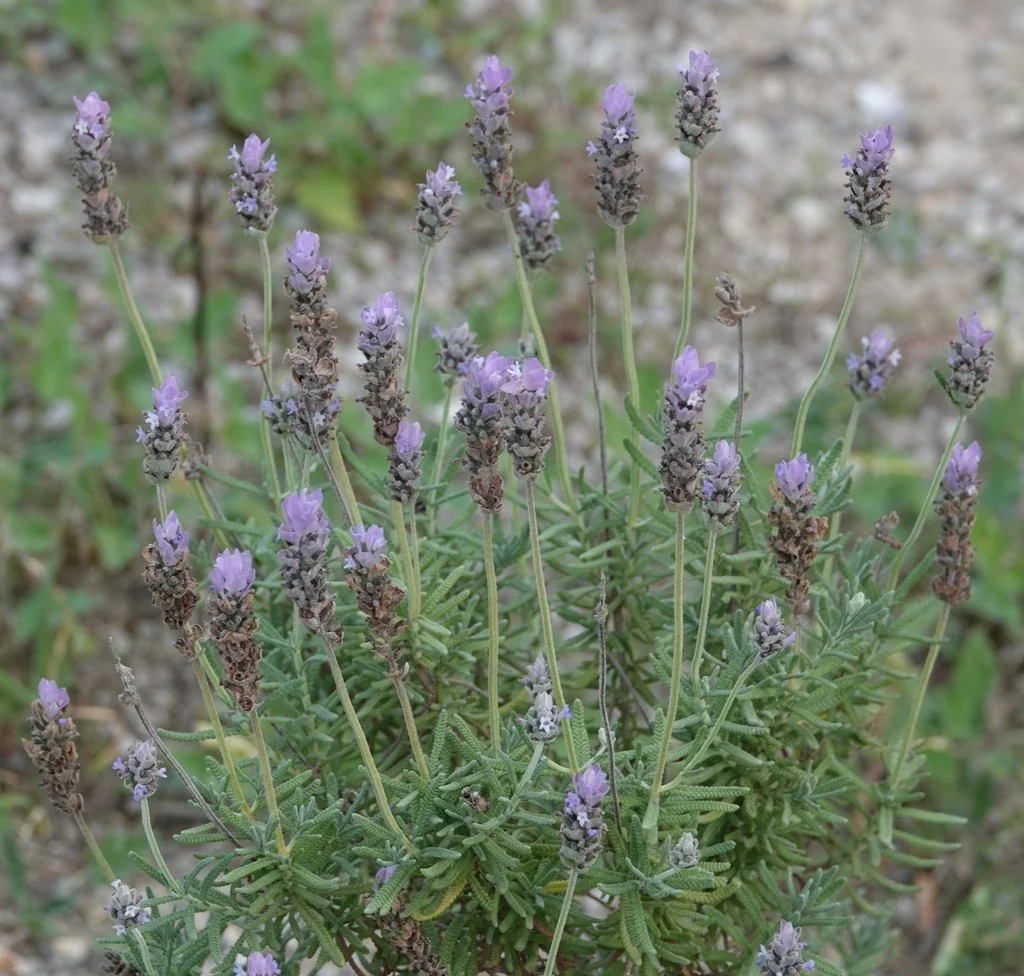 Lavandula Dentata