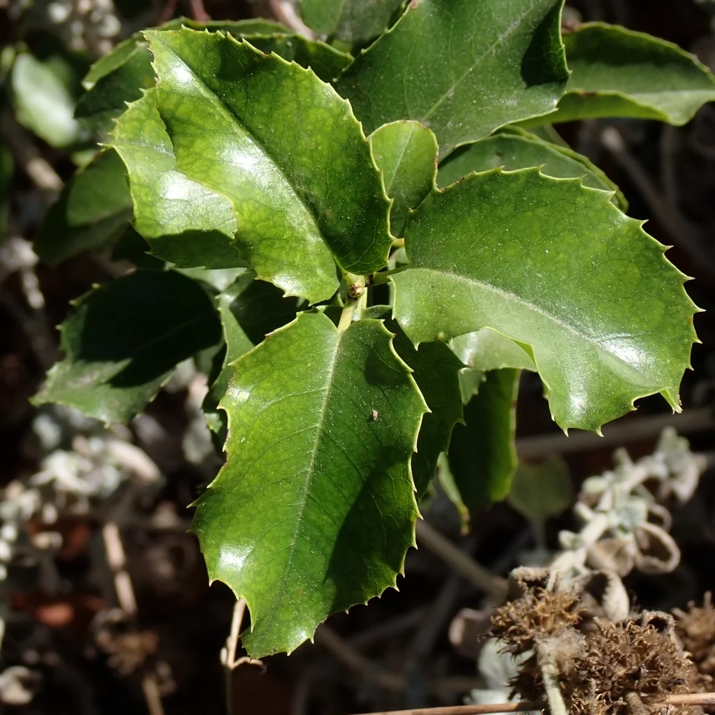 Prunus Ilicifolia Ssp. Ilicifolia
