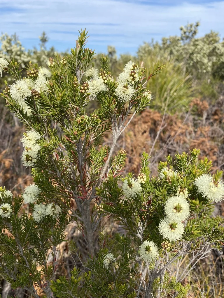 Melaleuca Ericifolia