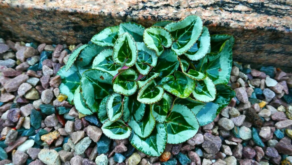 Cyclamen Persicum