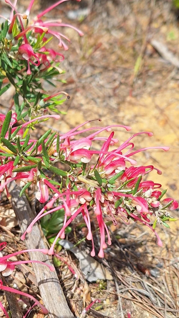 Grevillea Lavandulacea