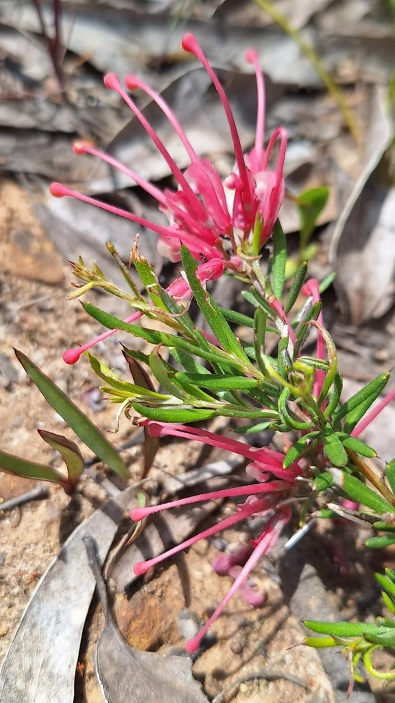 Grevillea Lavandulacea