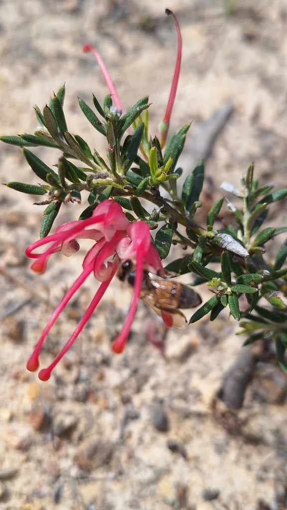 Grevillea Lavandulacea