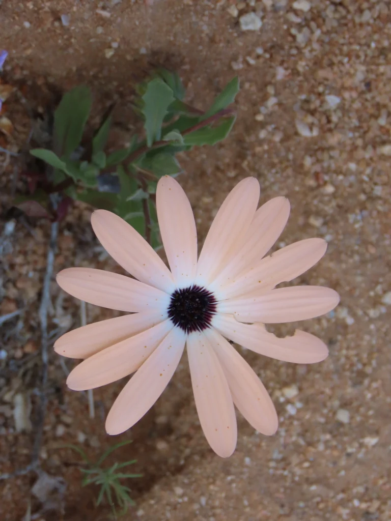 Dimorphotheca Aurantiaca