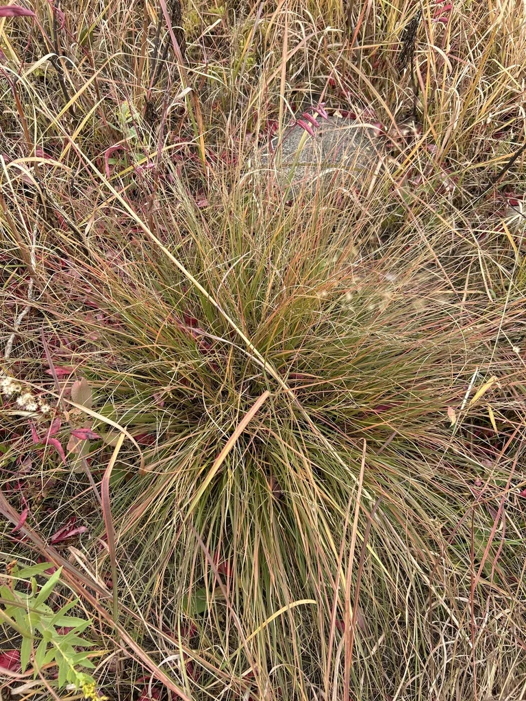 Sporobolus Heterolepis