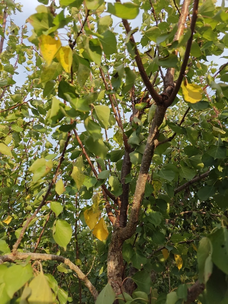 Prunus Armeniaca