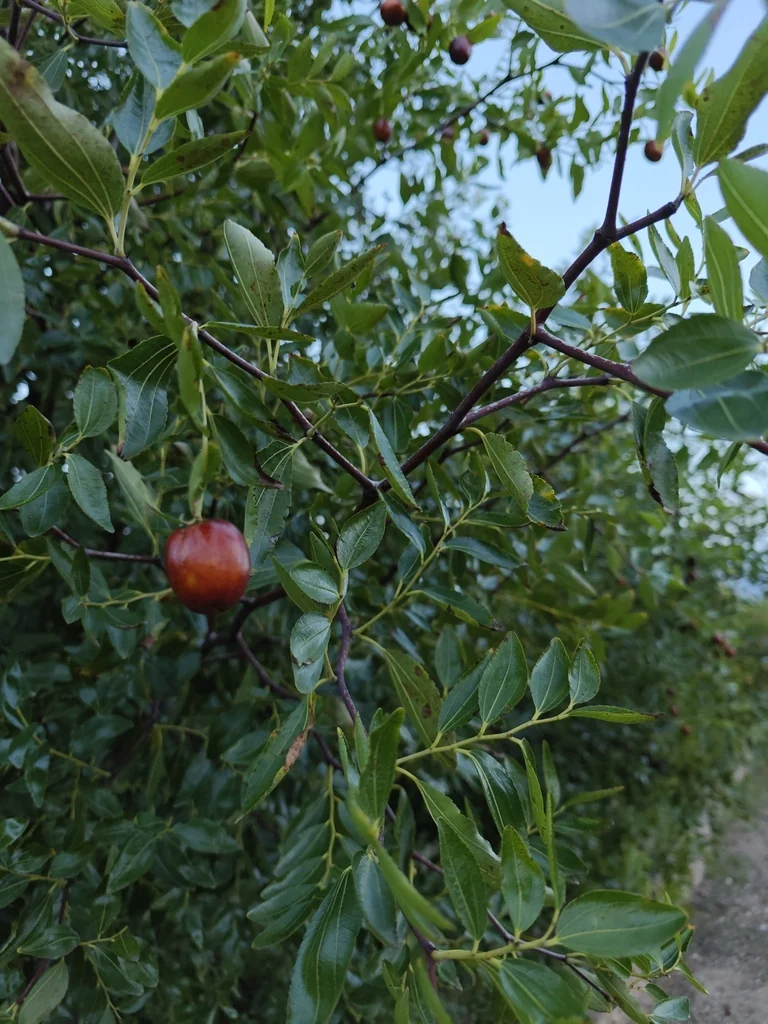 Ziziphus Jujuba