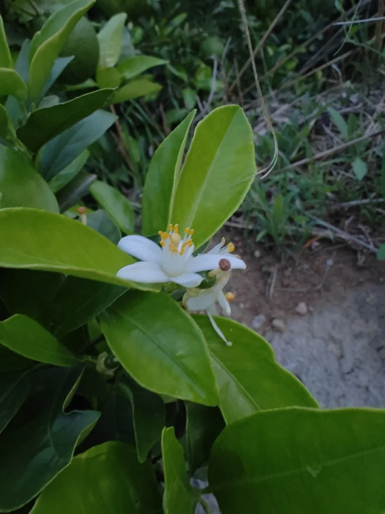 Citrus Tangerina