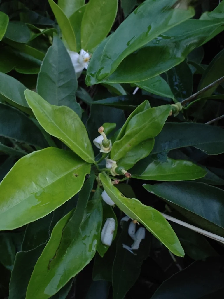 Citrus Tangerina