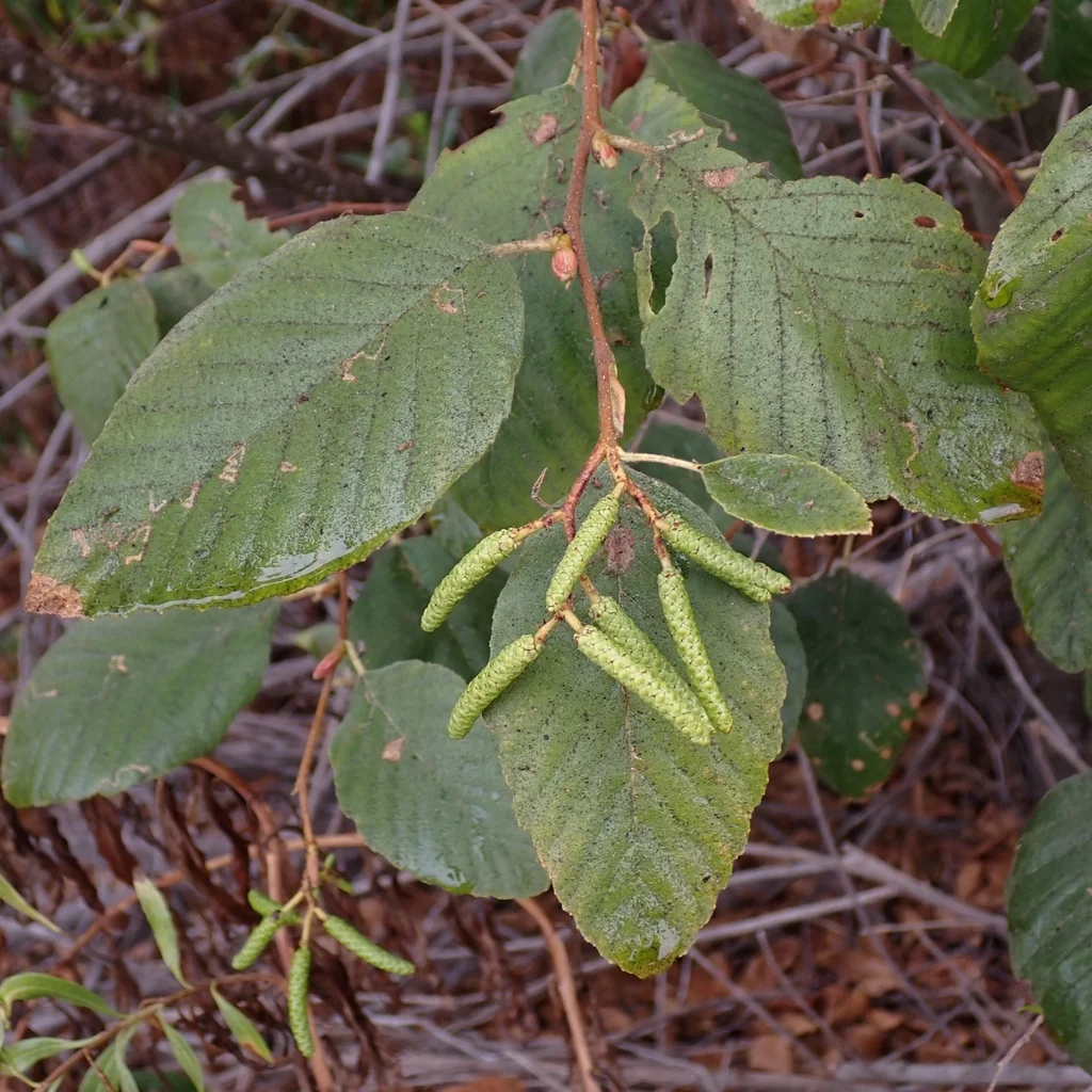 Alnus Rhombifolia