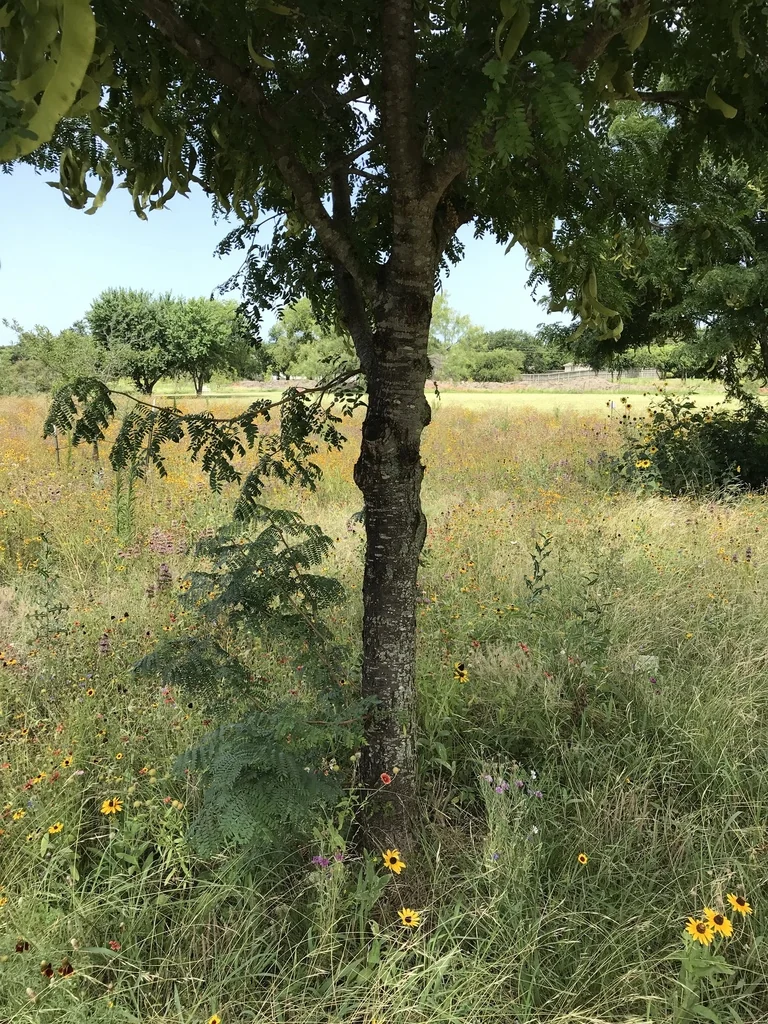 Gleditsia Triacanthos Inermis
