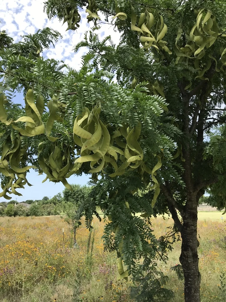 Gleditsia Triacanthos Inermis