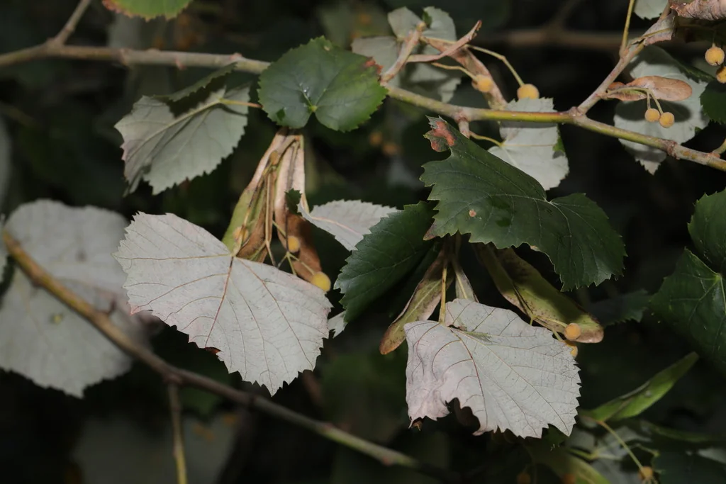 Tilia Tomentosa