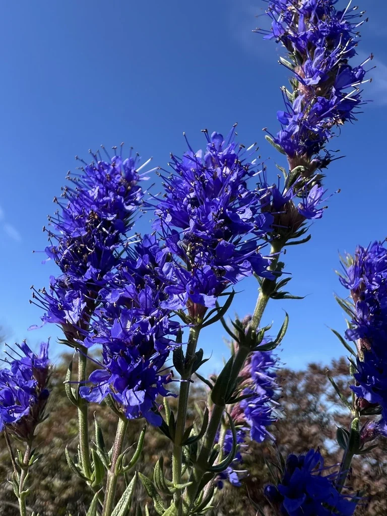 Hyssopus officinalis
