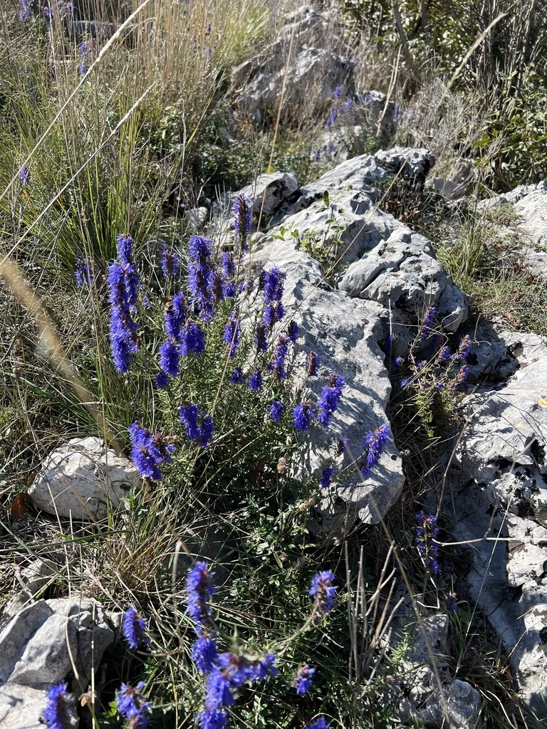 Hyssopus officinalis