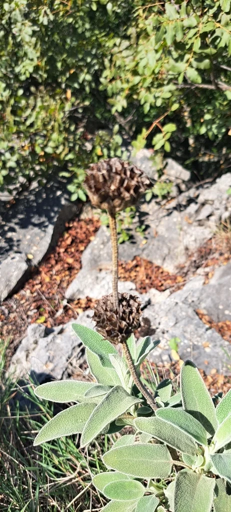 Phlomis Fruticosa