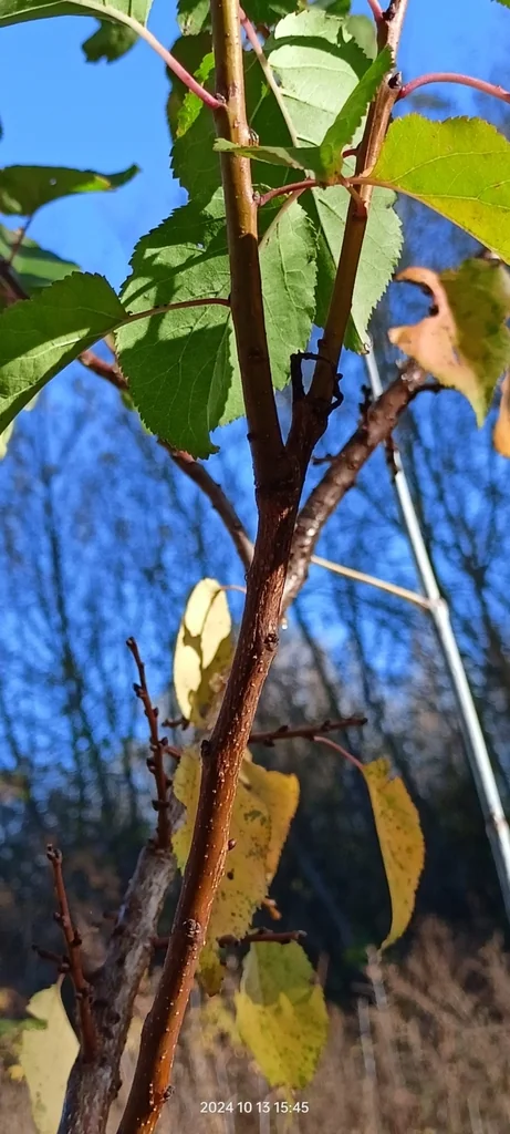 Prunus Armeniaca