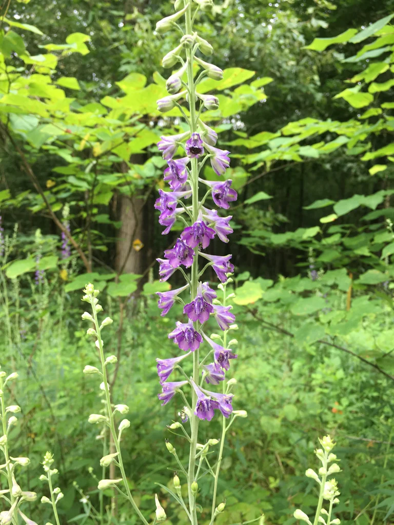 Delphinium Exaltatum