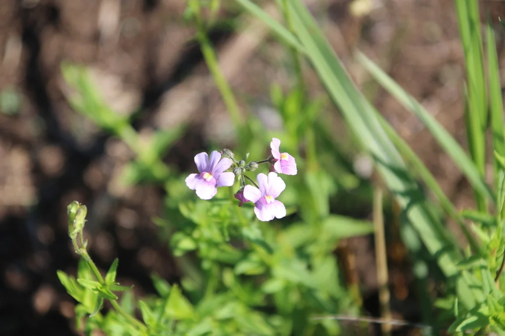 Nemesia Caerulea