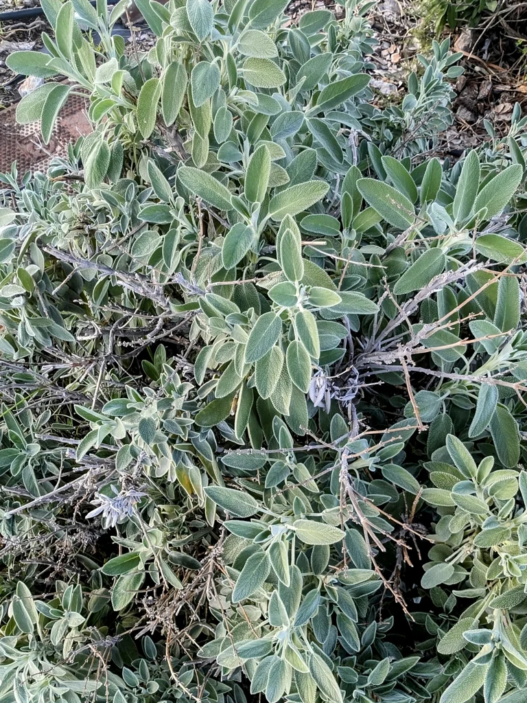Salvia Officinalis