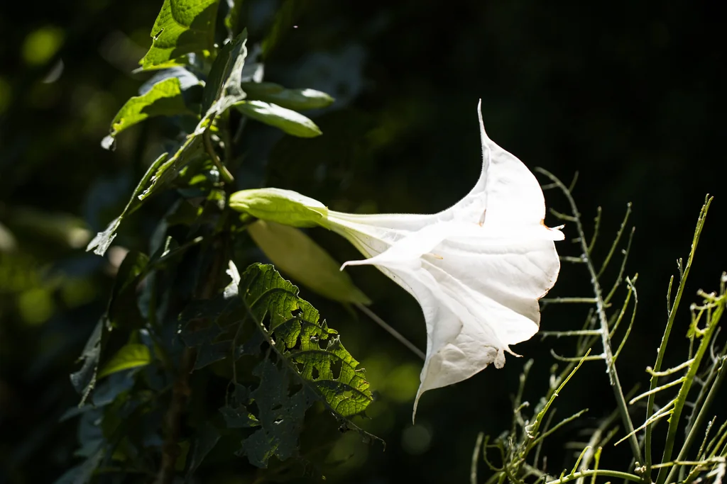 Brugmansia Suaveolens