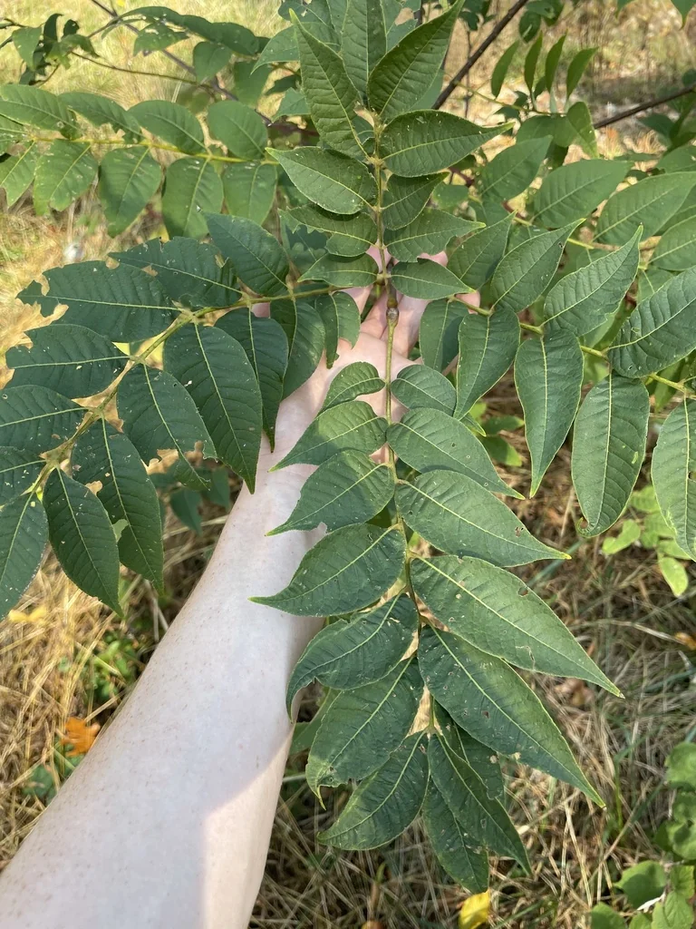 Phellodendron Amurense