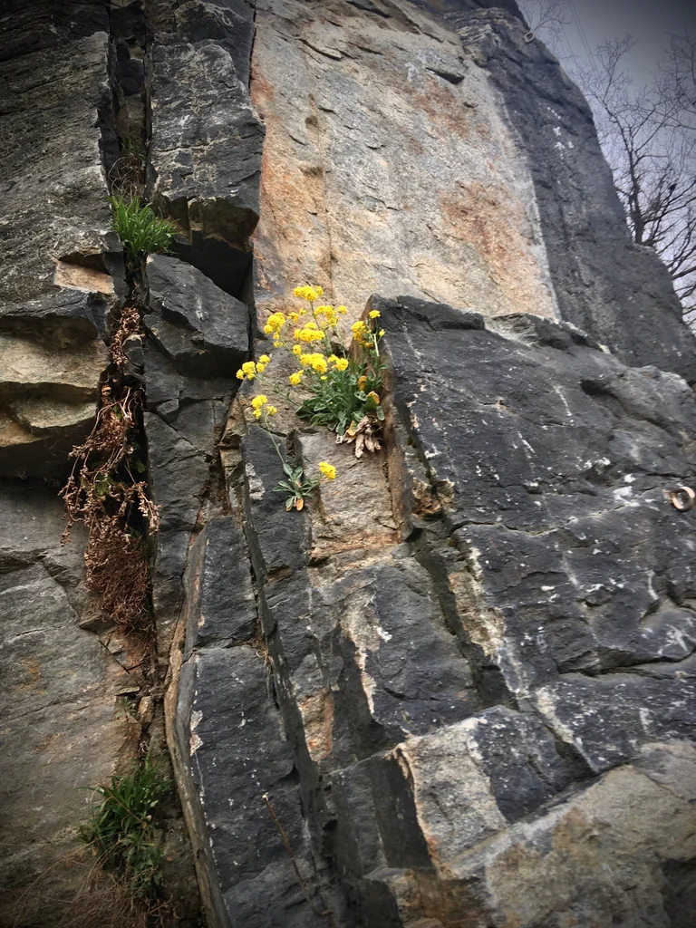 Aurinia Saxatilis