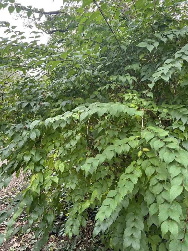 Kolkwitzia Amabilis