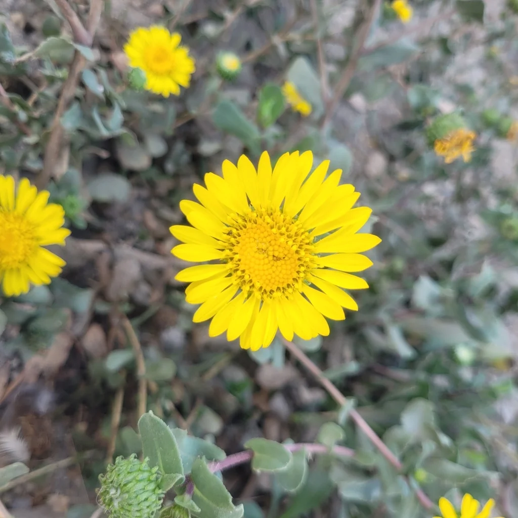 Grindelia Hirsutula