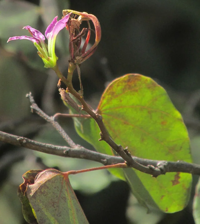Bauhinia Macranthera
