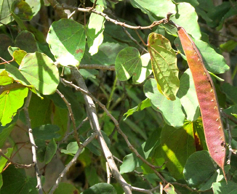 Bauhinia Macranthera
