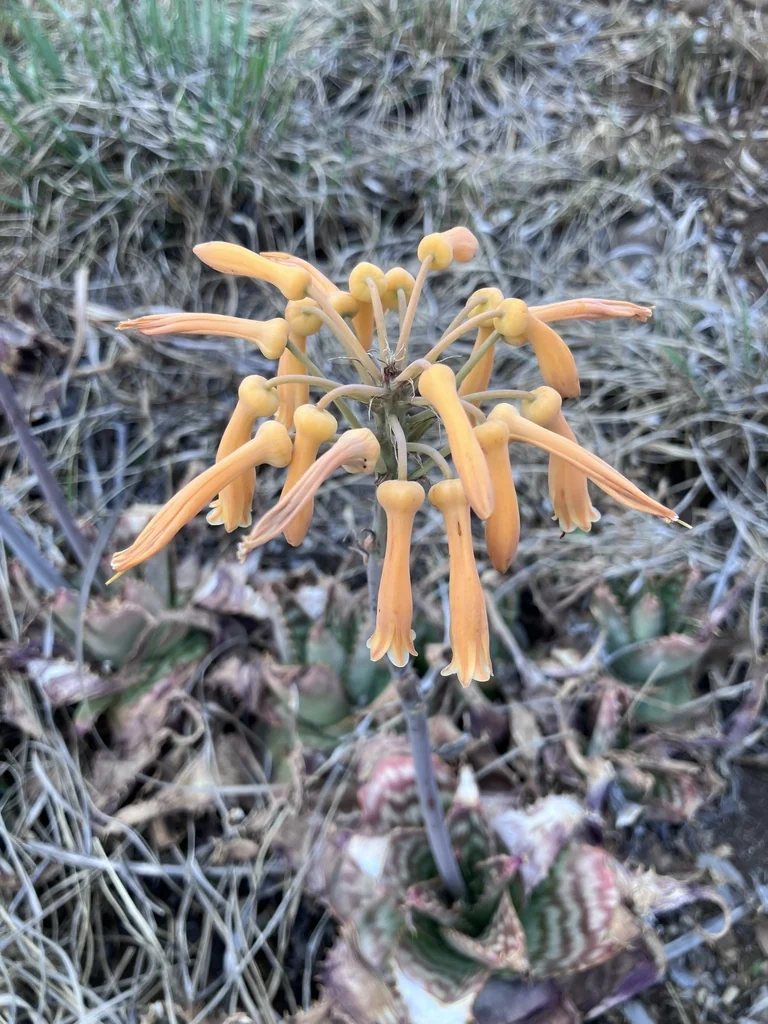 Aloe Maculata