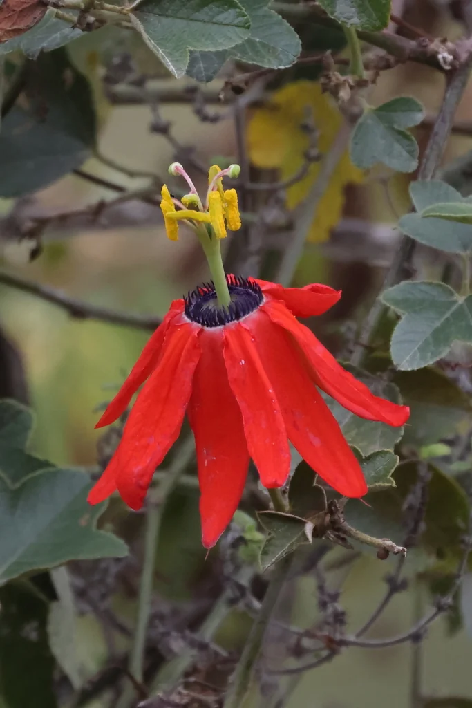 Passiflora Manicata