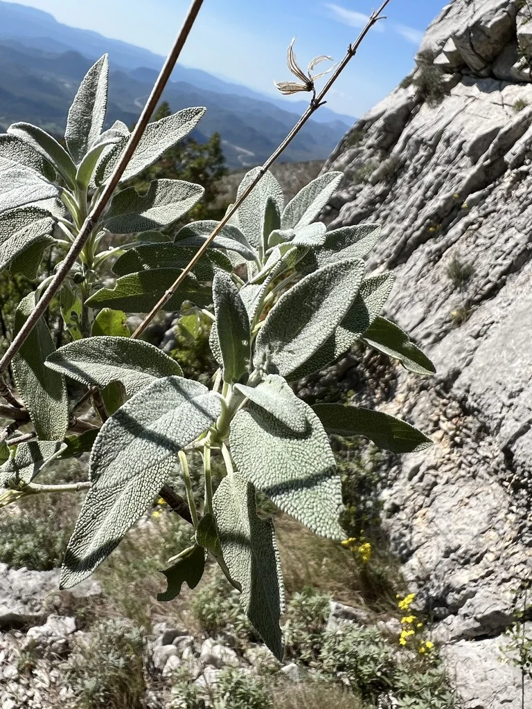 Salvia Officinalis