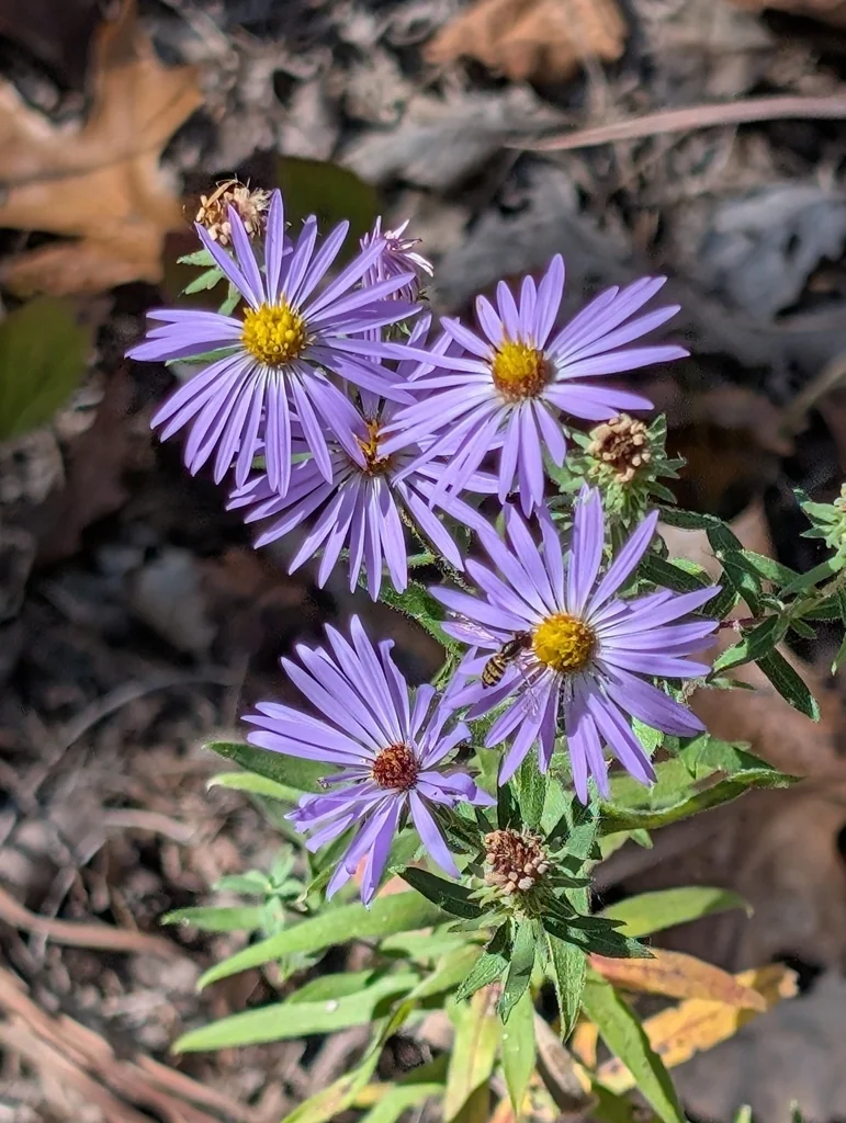 Symphyotrichum Oblongifolium