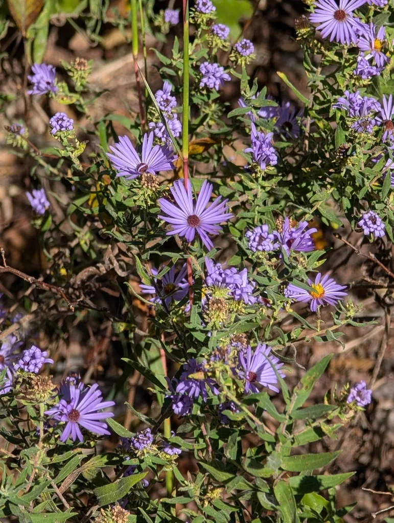 Symphyotrichum Oblongifolium