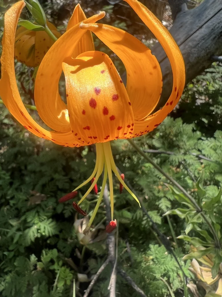 Lilium Humboldtii