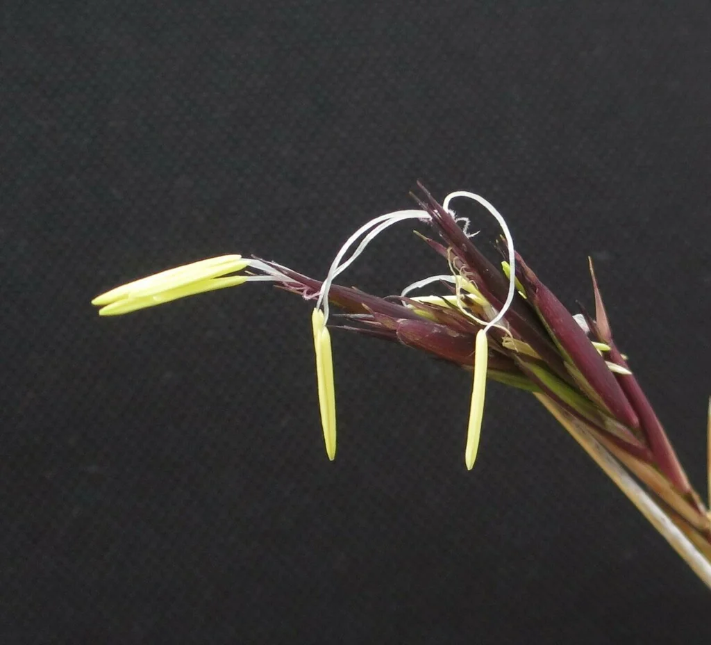 Phyllostachys Aurea