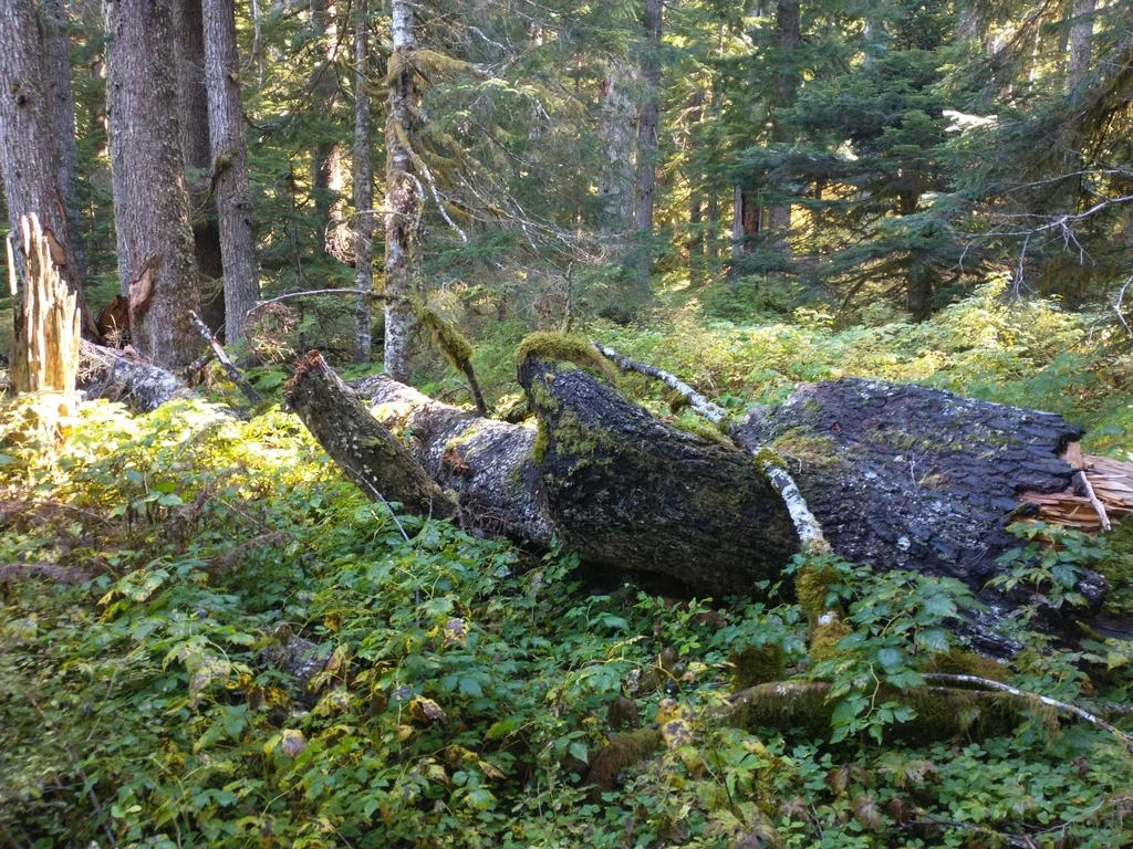 Abies Procera